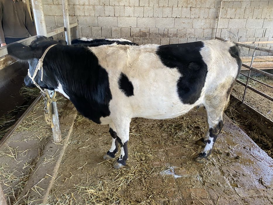 Токал сиыр ети сатылады