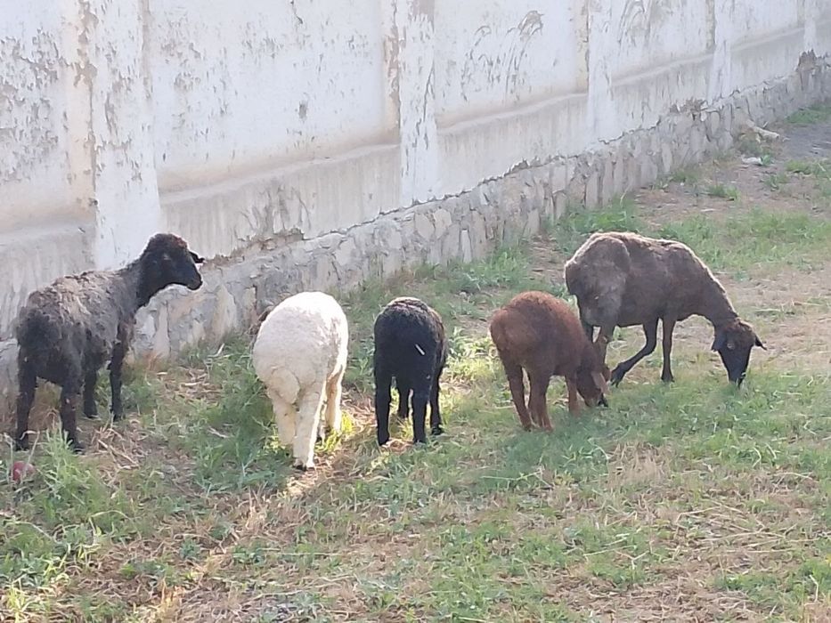 Ona-bola qo'ylar sotiladi