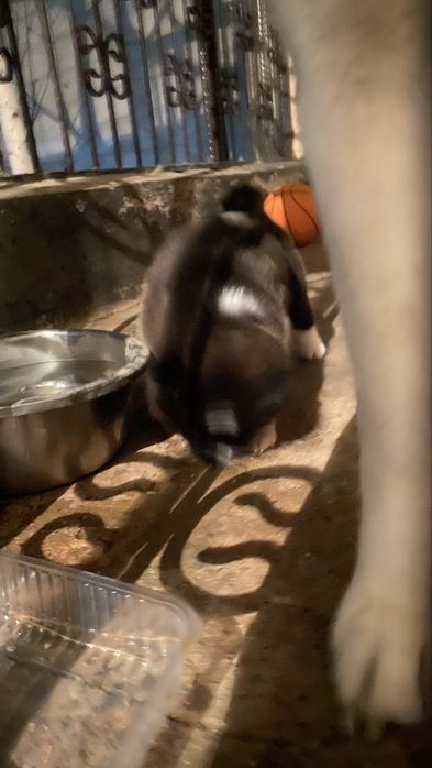 Щенки Акито продаю 250000 к