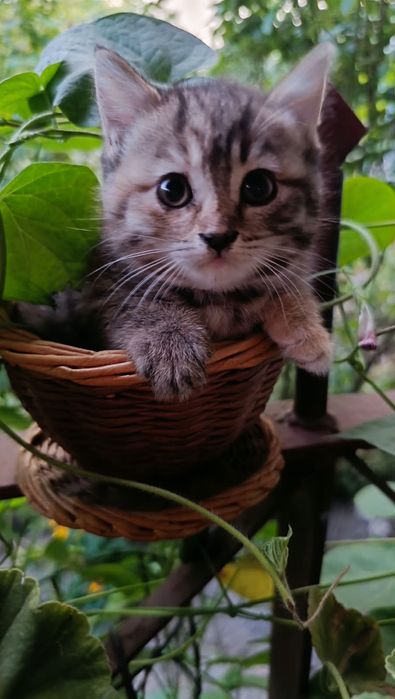 Отдам котят в хорошие руки