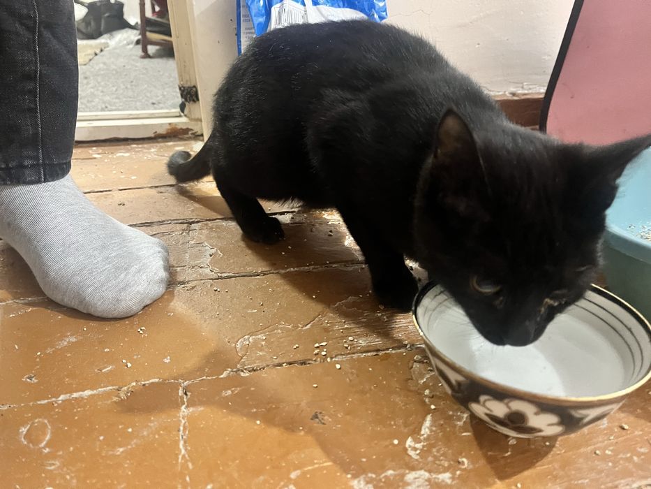 Chiroyli aqlli 5 oylik o’gil bola mushuk hadyaga beriladi