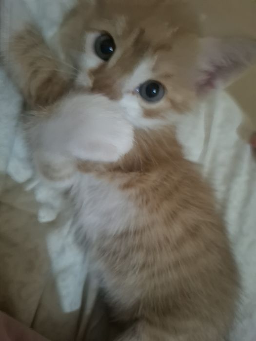 Отдаю котят в добрые руки