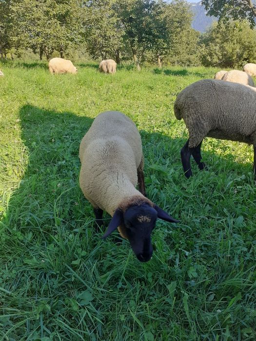 Miei de vânzare Suffolk