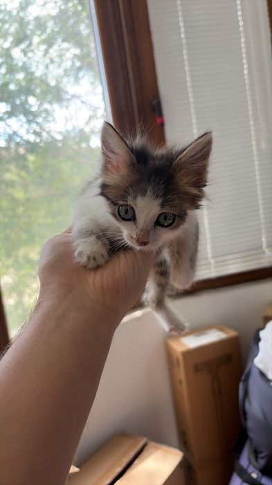 Котенок Барбариска ищет дом