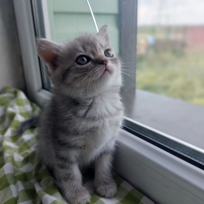 котята скоттиш- страйт, скоттиш-фолд !