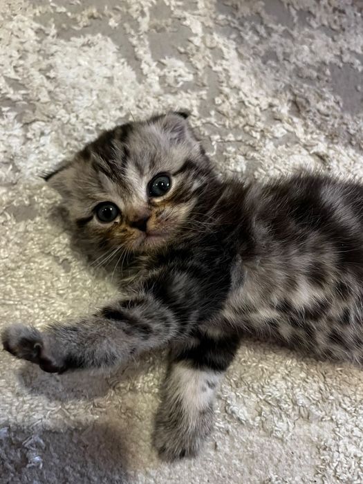 Породистые котята