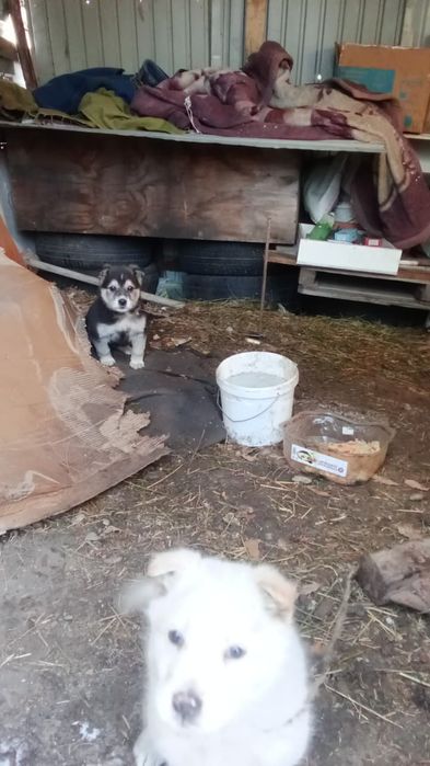 Дикая собака 1 месец