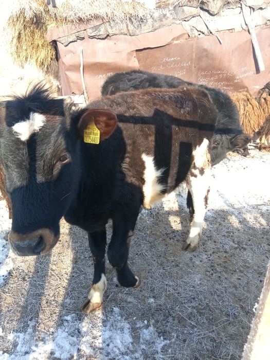 Продам тёлочку год и два месяца