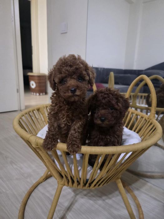 Той Пудел/Toy poodle