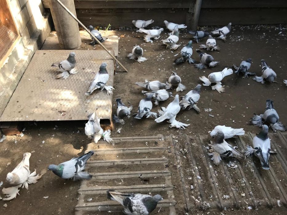 Голуби оптом киргизские