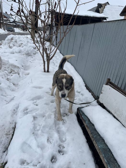 Алабай сатылады  Маладой