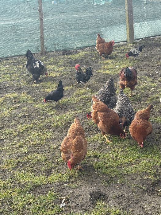 Vand oua incubat sau consum, de la rase de mai jos!, Super pret !!