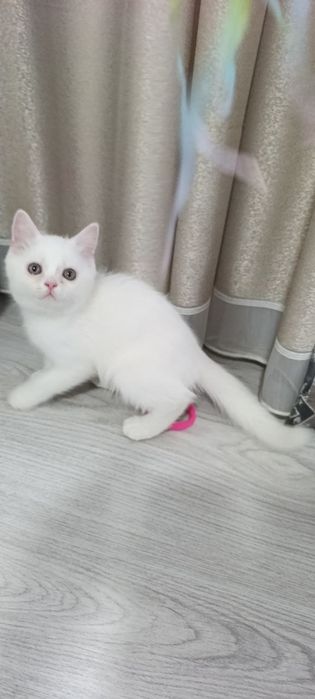 Britan mushukchalar Британские котята