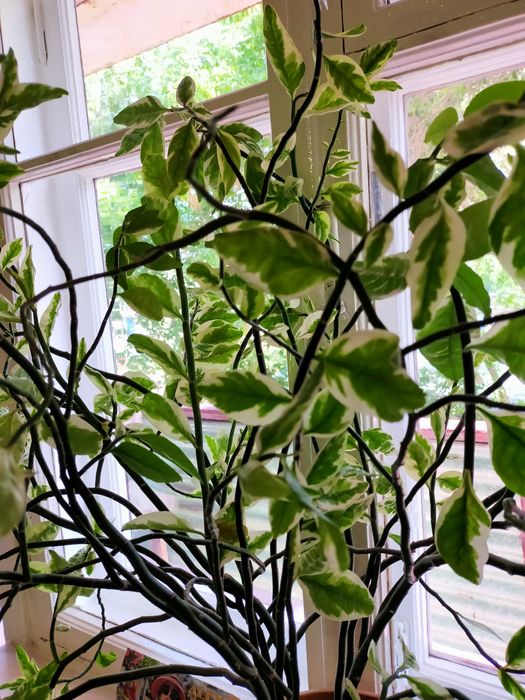 Комнатные растения