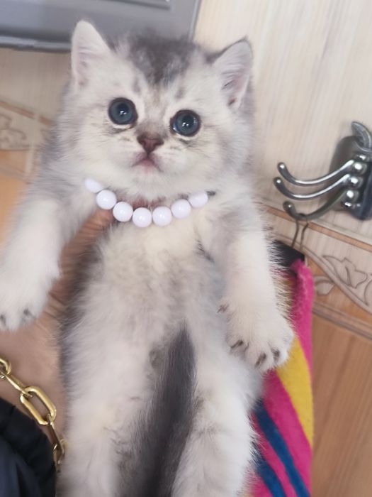 Котята чистокровные