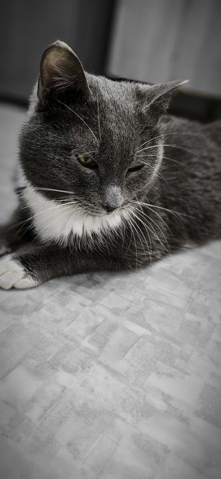 кот кастрат,  ищет доброго человека