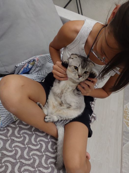 Продается шотландский кот