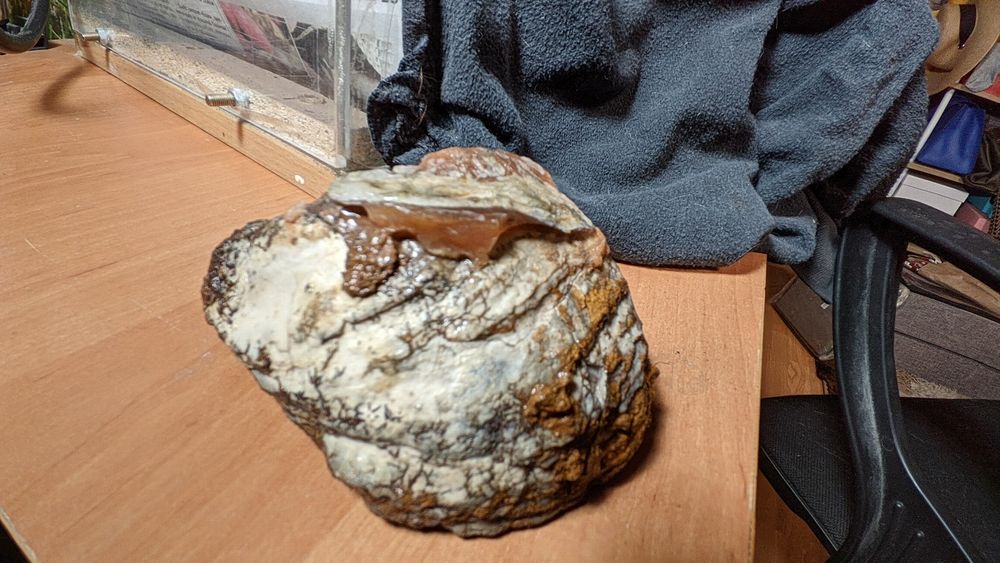 Окаменелость, ракушка