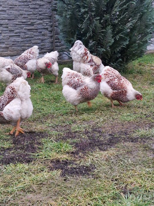 Oua de incubat găina