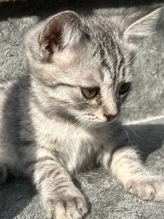 Отдам котят бесплатно