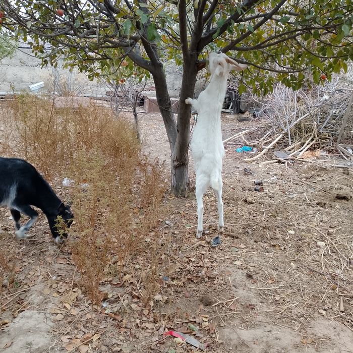 Орыс ешкылер сатылады