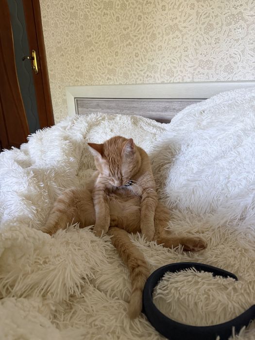 Отдам кота рыжего