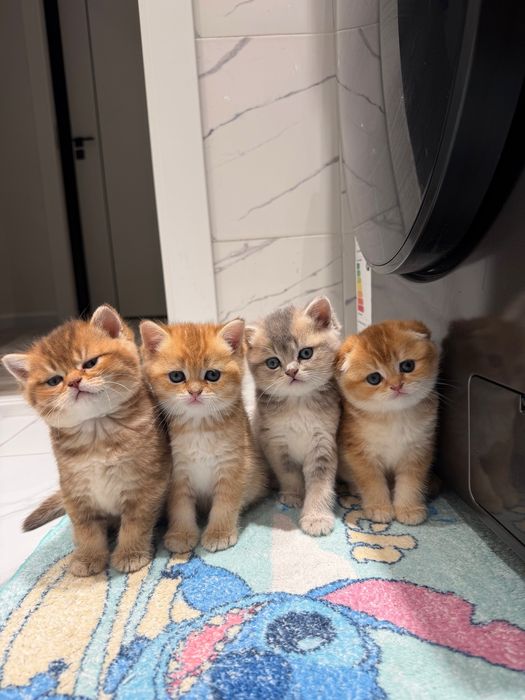 Породистые милые котята