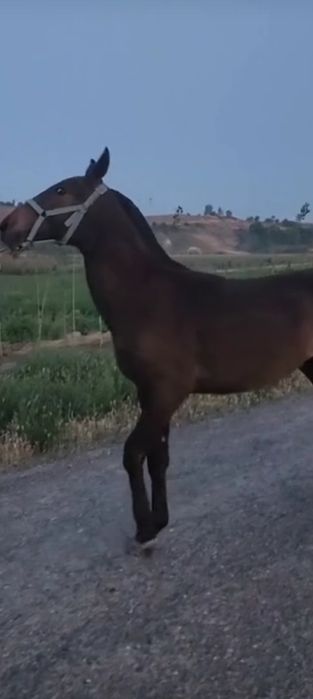 1 еашар киргиз тое сотилади