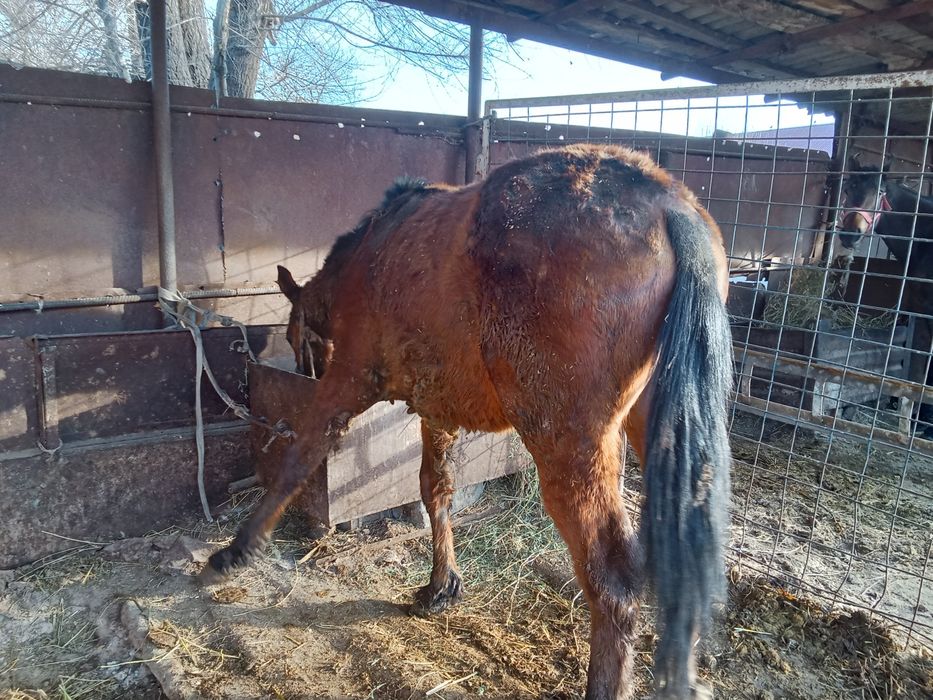 Кунан 2 жасар сатылады