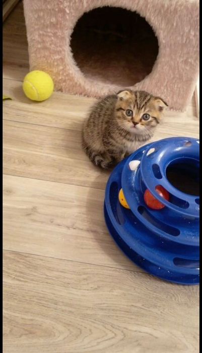 Продам шотландских котят