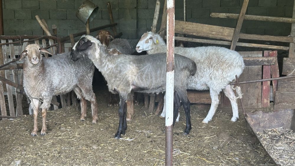 Сойысқа семіз ісек, тұсақ, қойлар бар