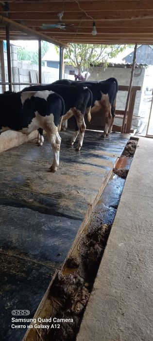 Чорво моллари такига тушашга резина коврик