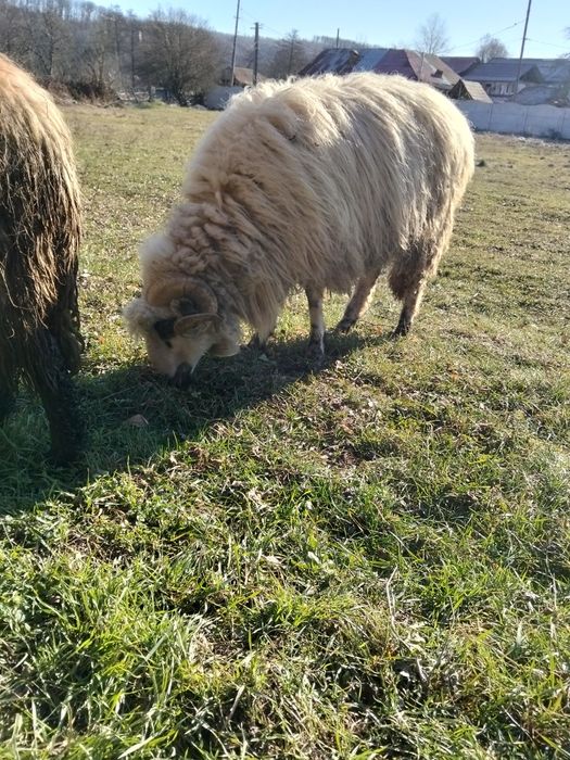 Vînd sau schimb berbec