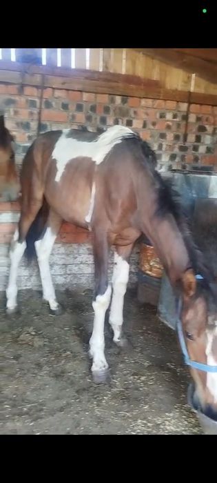 Продам тайчиков.