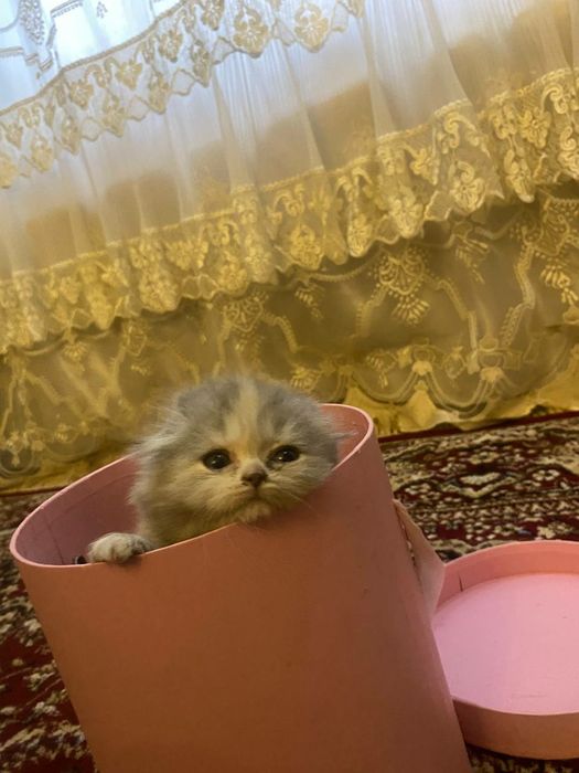 Zotdor mushuk bolalari zoti toza