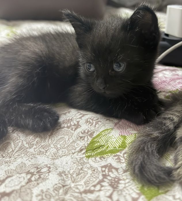 Котята Scottish Straight