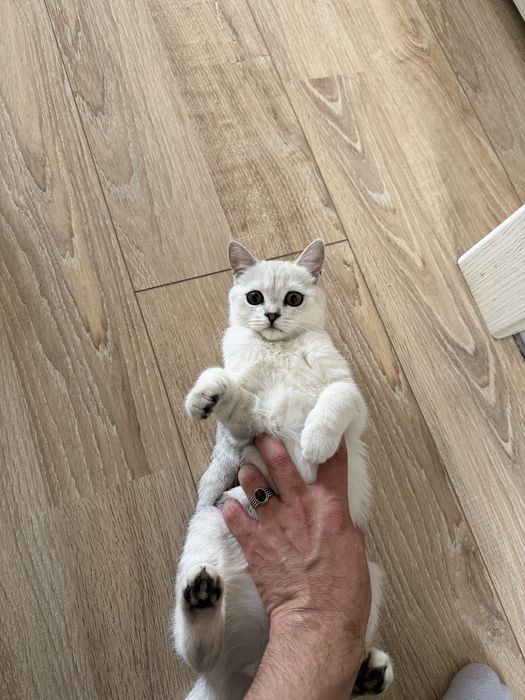 Продоется котёнок