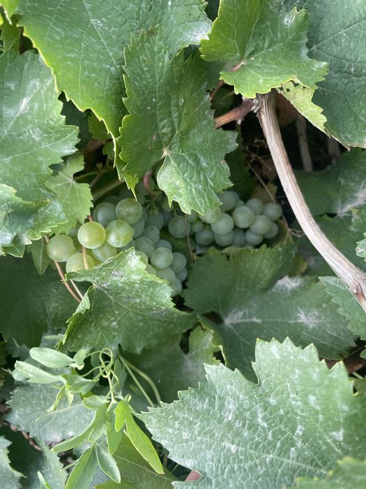 На продаде винний сорт винограда Ркацители