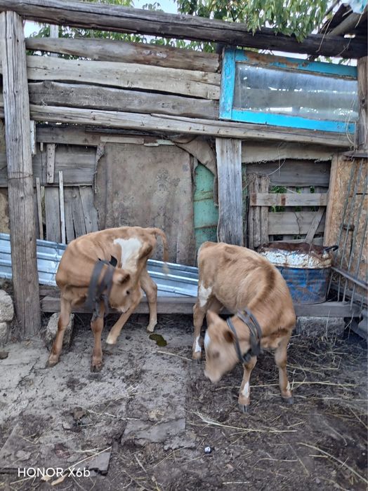 Продам телёнок город Алга.