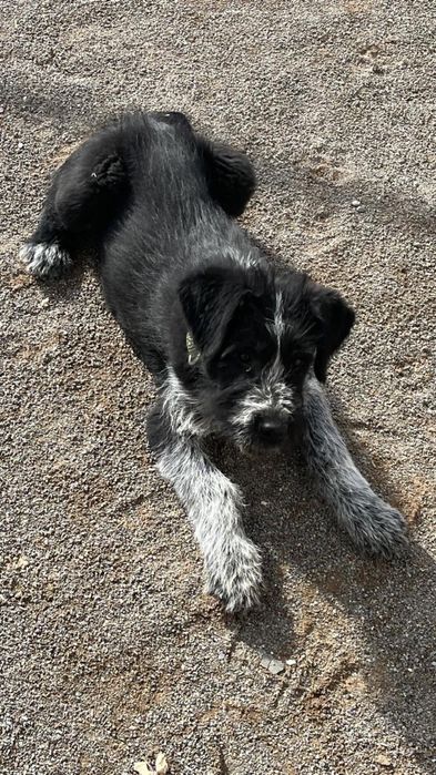 Собака породистая,Дратхаар