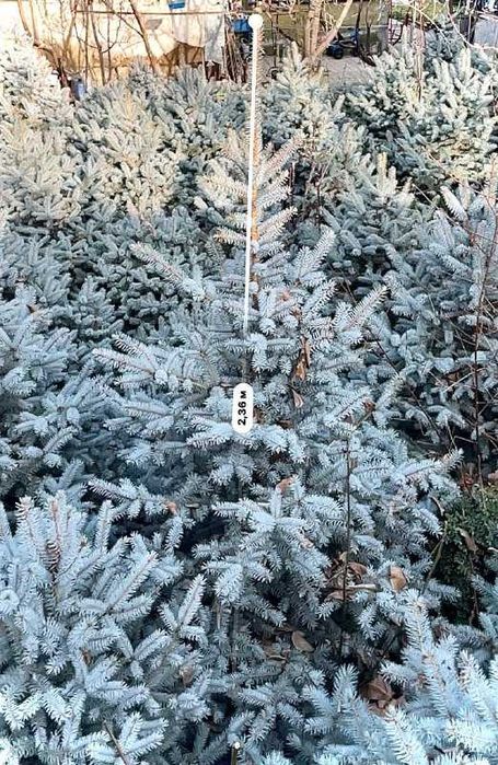 Голубая Ель - Archa Moviy Tikan