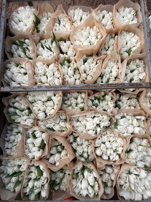 Тюльпаны Астанаа