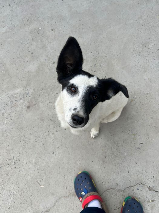 Собаки щенки маленькие