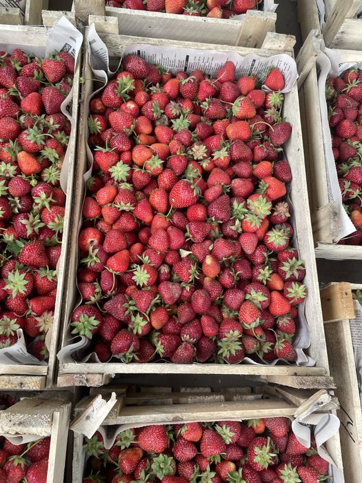 Продам клубнику