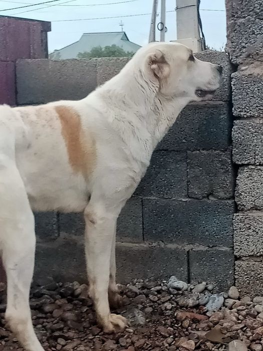 Алабай еркек ит сатамын.