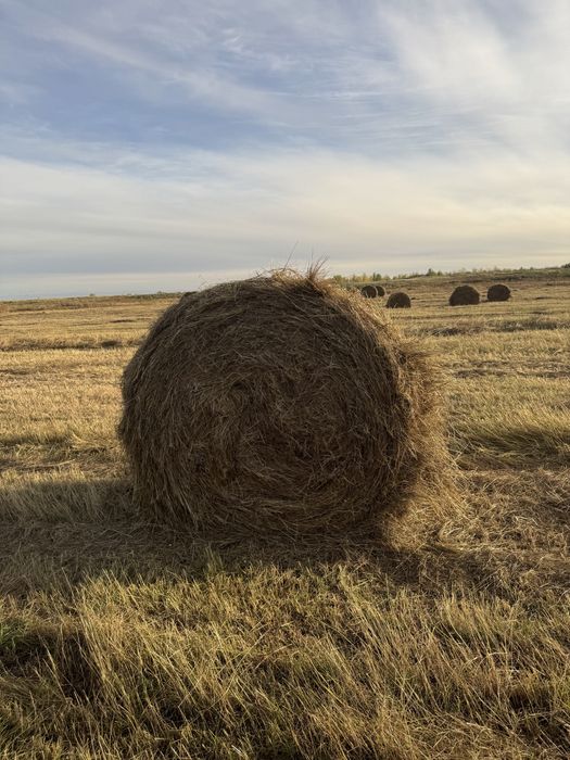 Продам сено луговое в рулонах!