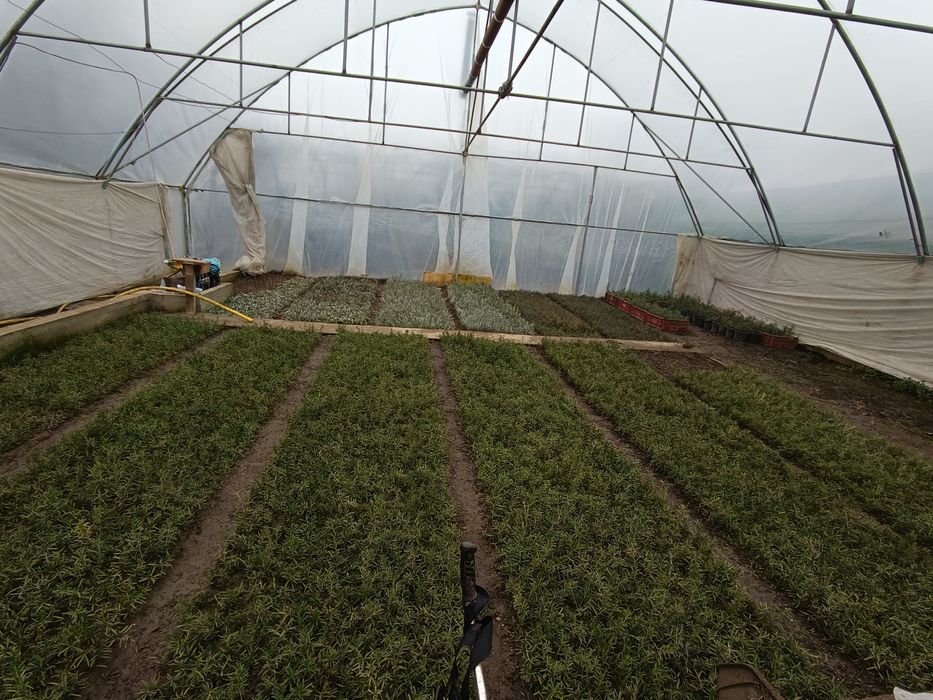 Răsaduri mentaolandeza cimbrisor salvie busuioc