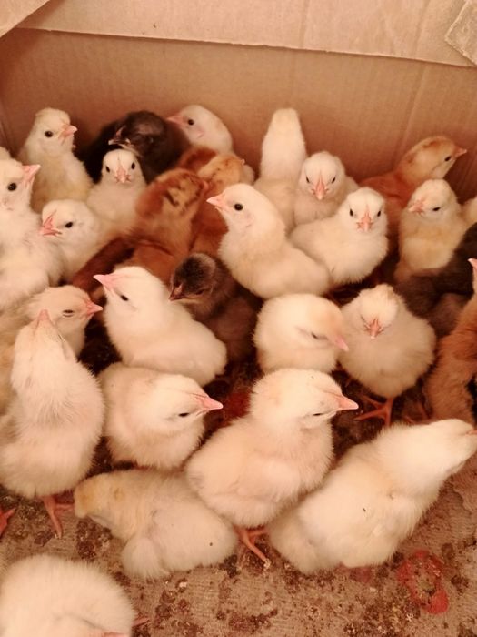 Продам цыплят с домашнего подворья