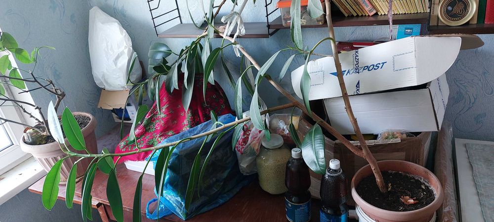 Продам фикус домашний