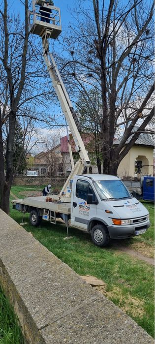 Taiere , Toaletari copaci , defrisari.